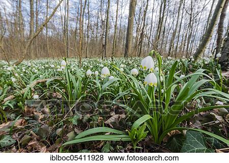Spring snowflake (Leucojum vernum), NSG Schweineberg, Lower Saxony, Germany, Europe View Large Photo Image Stock Photo - Spring snowflake (Leucojum vernum), NSG Schweineberg, Lower Saxony, Germany, Europe. Fotosearch