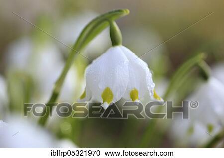 Spring snowflake ( Leucojum vernum), Switzerland, Europe View Large Photo Image Stock Image - Spring snowflake ( Leucojum vernum), Switzerland, Europe. Fotosearch