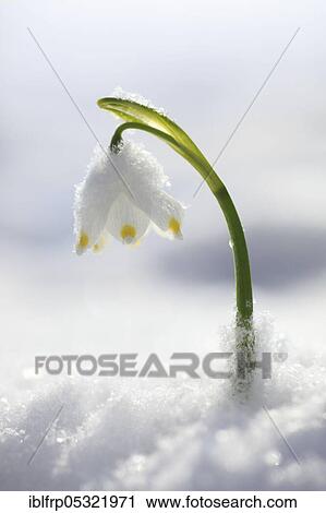 Spring snowflake ( Leucojum vernum), Switzerland, Europe View Large Photo Image Stock Image - Spring snowflake ( Leucojum vernum), Switzerland, Europe. Fotosearch
