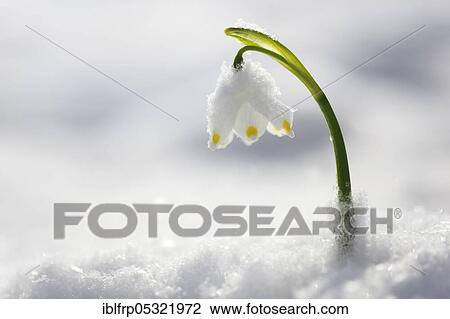 Spring snowflake ( Leucojum vernum), Switzerland, Europe View Large Photo Image Stock Image - Spring snowflake ( Leucojum vernum), Switzerland, Europe. Fotosearch