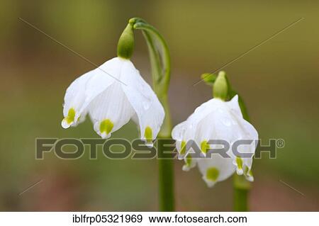 Stock Photo - Spring snowflake ( Leucojum vernum), Switzerland, Europe. Fotosearch