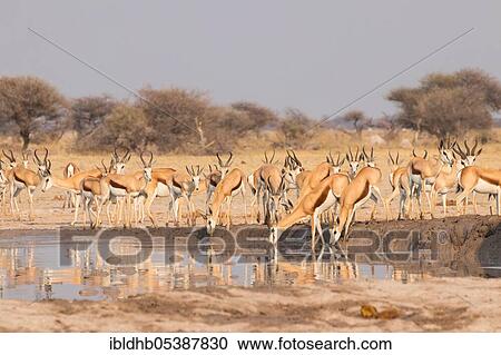 Stock Image - Springbok (Antidorcas marsupialis), Nxai National Park, Botswana, Africa. Fotosearch