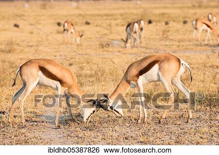 Stock Photograph - Springbok (Antidorcas marsupialis), Nxai National Park, Botswana, Africa. Fotosearch