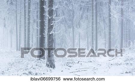 Stock Photograph - Spruce forest in winter with snow, hoarfrost and fog, Großer Waldstein, Fichtelgebirge, Upper Franconia, Franconia, Bavaria, Germany, Europe. Fotosearch