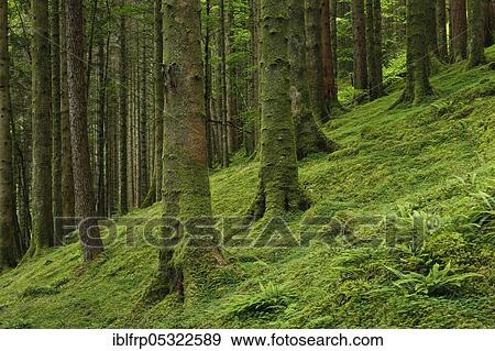 Spruce forest, Scotland, Great Britain View Large Photo Image Stock Photo - Spruce forest, Scotland, Great Britain. Fotosearch
