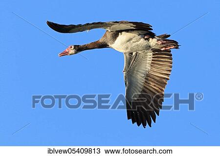 Spur-winged goose (Plectropterus gambensis) Kasane, Chobe River NP, Botswana, Africa View Large Photo Image Stock Image - Spur-winged goose (Plectropterus gambensis) Kasane, Chobe River NP, Botswana, Africa. Fotosearch