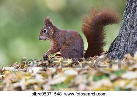 Squirrel (Sciurus vulgaris), Germany, Europe View Large Photo Image Stock Photo - Squirrel (Sciurus vulgaris), Germany, Europe. Fotosearch