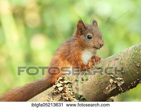 Squirrel, young (Sciurus vulgaris) North Rhine-Westphalia, Germany, Europe View Large Photo Image Stock Image - Squirrel, young (Sciurus vulgaris) North Rhine-Westphalia, Germany, Europe. Fotosearch