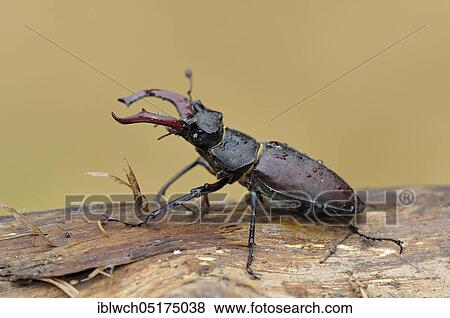 Stag beetle (Lucanus cervus), male, North Rhine-Westphalia, Germany, Europe View Large Photo Image Stock Photo - Stag beetle (Lucanus cervus), male, North Rhine-Westphalia, Germany, Europe. Fotosearch