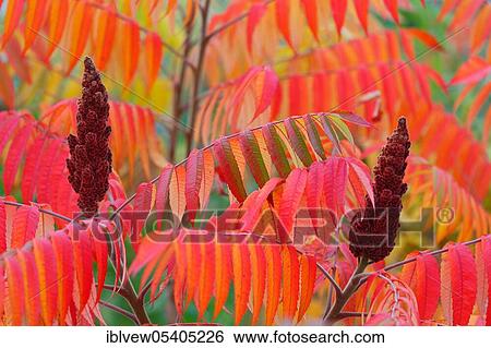 Staghorn sumac (Rhus typhina), fruit stand, Baden-Württemberg, Germany, Europe View Large Photo Image Stock Photograph - Staghorn sumac (Rhus typhina), fruit stand, Baden-Württemberg, Germany, Europe. Fotosearch