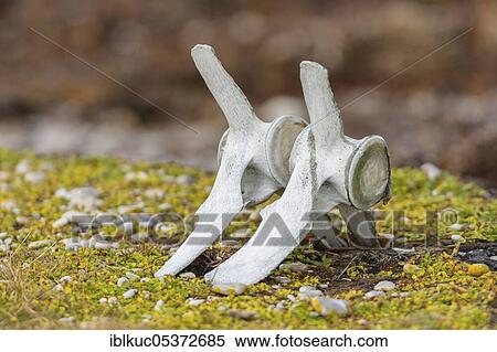 Stanley, bone, vertebrae, whalebone, Falkland Islands, Great Britain, South America View Large Photo Image Stock Photography - Stanley, bone, vertebrae, whalebone, Falkland Islands, Great Britain, South America. Fotosearch