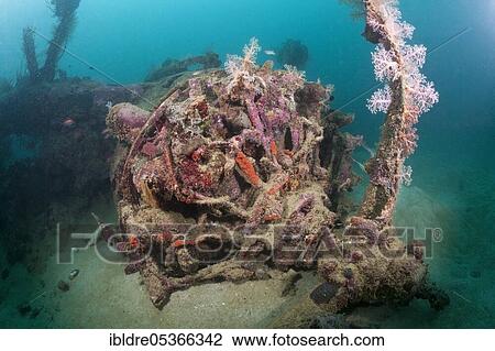 Stock Image - Star engine of the Dauntless Dive Bomber aircraft wreck, Marovo Lagoon, Solomon Islands, Oceania. Fotosearch