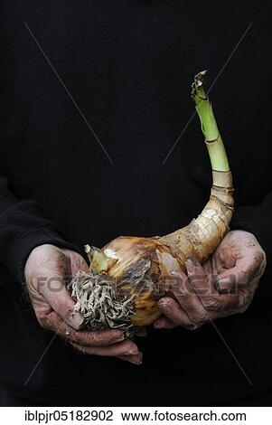 Stock Image - Star of Chivalry, garden amaryllis, hands holding tuber, bulb. Fotosearch