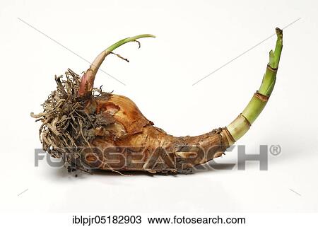 Stock Image - Star of Chivalry, Garden Amaryllis, Tuber, Flower bulb, Bulb. Fotosearch