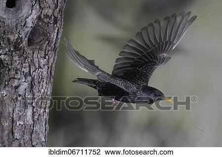 Starling (Sturnus vulgaris) flying out of breeding cavity, North Rhine-Westphalia, Germany, Europe View Large Photo Image Stock Image - Starling (Sturnus vulgaris) flying out of breeding cavity, North Rhine-Westphalia, Germany, Europe. Fotosearch