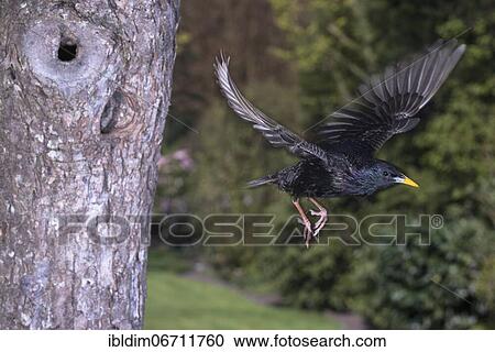 Starling (Sturnus vulgaris) flying out of breeding cavity, North Rhine-Westphalia, Germany, Europe View Large Photo Image Stock Image - Starling (Sturnus vulgaris) flying out of breeding cavity, North Rhine-Westphalia, Germany, Europe. Fotosearch