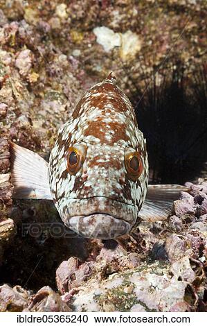 Starry grouper (Epinephelus labriformis), Socorro, Revillagigedo Islands, Mexico, Central America View Large Photo Image Stock Image - Starry grouper (Epinephelus labriformis), Socorro, Revillagigedo Islands, Mexico, Central America. Fotosearch