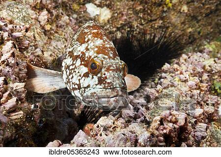 Stock Image - Starry grouper (Epinephelus labriformis), Socorro, Revillagigedo Islands, Mexico, Central America. Fotosearch