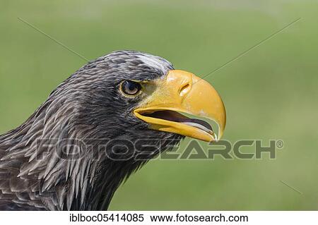 Steller's sea eagle (Haliaeetus pelagicus) View Large Photo Image Stock Photography - Steller's sea eagle (Haliaeetus pelagicus). Fotosearch