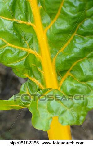 Stock Photograph - StemChard, variety Golden Bright Yellow (Beta vulgaris cicla var. flavescens), Yellow. Fotosearch