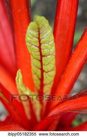 Stock Photography - StemChard, variety Red Feurio (Beta vulgaris cicla var. flavescens), Red. Fotosearch