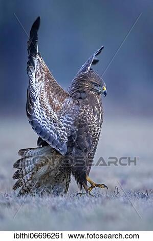 Steppe buzzard (Buteo buteo) fending off a conspecific, snowy landscape, Middle Elbe Biosphere Reserve, Saxony-Anhalt, Germany, Europe View Large Photo Image Stock Image - Steppe buzzard (Buteo buteo) fending off a conspecific, snowy landscape, Middle Elbe Biosphere Reserve, Saxony-Anhalt, Germany, Europe. Fotosearch