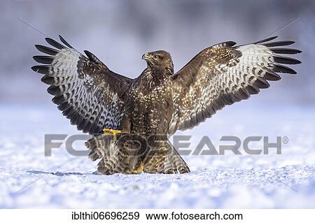 Steppe buzzard (Buteo buteo) fending off a conspecific, snowy landscape, Middle Elbe Biosphere Reserve, Saxony-Anhalt, Germany, Europe View Large Photo Image Stock Photo - Steppe buzzard (Buteo buteo) fending off a conspecific, snowy landscape, Middle Elbe Biosphere Reserve, Saxony-Anhalt, Germany, Europe. Fotosearch