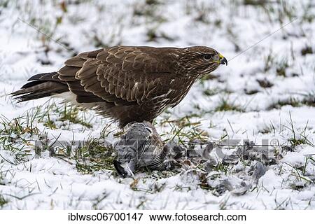 Steppe buzzard (Buteo buteo) in winter with captured pigeon during plucking, Vulkaneifel, Rhineland-Palatinate, Germany, Europe View Large Photo Image Stock Photo - Steppe buzzard (Buteo buteo) in winter with captured pigeon during plucking, Vulkaneifel, Rhineland-Palatinate, Germany, Europe. Fotosearch