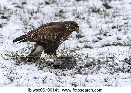 Stock Photography - Steppe buzzard (Buteo buteo) in winter with captured pigeon during plucking, Vulkaneifel, Rhineland-Palatinate, Germany, Europe. Fotosearch
