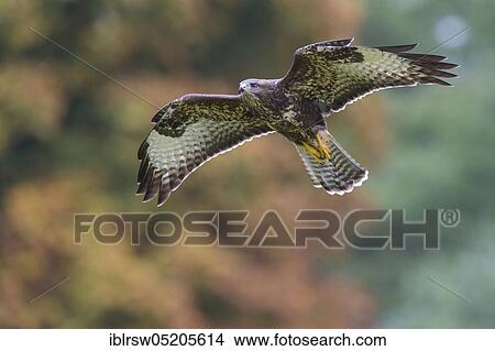 Picture - Steppe buzzard (Buteo buteo) Lower Saxony, Germany, Europe. Fotosearch