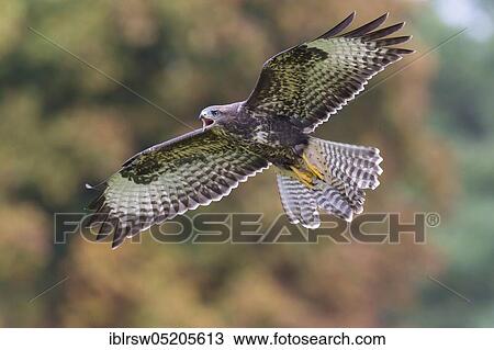 Steppe buzzard (Buteo buteo) Lower Saxony, Germany, Europe View Large Photo Image Stock Image - Steppe buzzard (Buteo buteo) Lower Saxony, Germany, Europe. Fotosearch