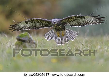 Steppe buzzard (Buteo buteo) Lower Saxony, Germany, Europe View Large Photo Image Stock Photo - Steppe buzzard (Buteo buteo) Lower Saxony, Germany, Europe. Fotosearch