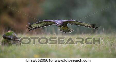 Steppe buzzard (Buteo buteo) Lower Saxony, Germany, Europe View Large Photo Image Stock Photograph - Steppe buzzard (Buteo buteo) Lower Saxony, Germany, Europe. Fotosearch