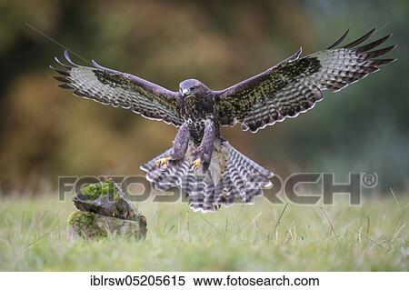 Steppe buzzard (Buteo buteo) Lower Saxony, Germany, Europe View Large Photo Image Stock Photography - Steppe buzzard (Buteo buteo) Lower Saxony, Germany, Europe. Fotosearch