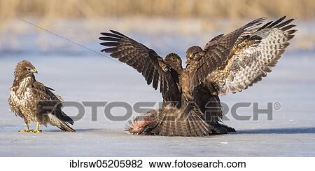 Steppe buzzards (Buteo buteo) Lower Saxony, Germany, Europe View Large Photo Image Stock Image - Steppe buzzards (Buteo buteo) Lower Saxony, Germany, Europe. Fotosearch