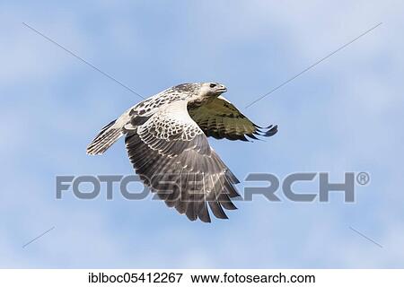 Steppe buzzards (Buteo buteo) Lower Saxony, Germany, Europe View Large Photo Image Stock Photo - Steppe buzzards (Buteo buteo) Lower Saxony, Germany, Europe. Fotosearch