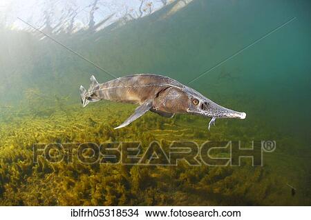 Sterlet (Acipenser ruthenus), Baden-Württemberg, Germany, Europe View Large Photo Image Picture - Sterlet (Acipenser ruthenus), Baden-Württemberg, Germany, Europe. Fotosearch