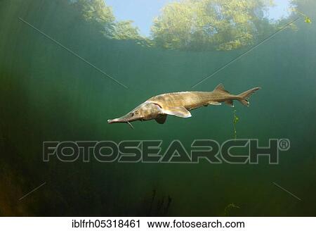 Sterlet (Acipenser ruthenus), Baden-Württemberg, Germany, Europe View Large Photo Image Stock Image - Sterlet (Acipenser ruthenus), Baden-Württemberg, Germany, Europe. Fotosearch