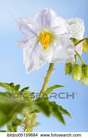 Picture - Sticky (Solanum sisymbriifolium) nightshade, fire and ice. Fotosearch