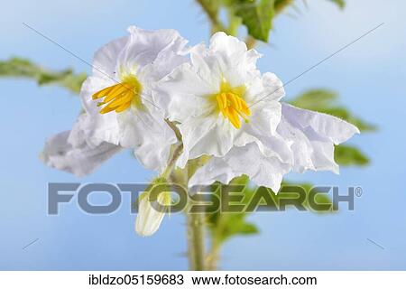 Sticky (Solanum sisymbriifolium) nightshade, fire and ice View Large Photo Image Stock Image - Sticky (Solanum sisymbriifolium) nightshade, fire and ice. Fotosearch