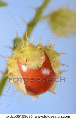 Sticky (Solanum sisymbriifolium) nightshade, fire and ice View Large Photo Image Stock Photography - Sticky (Solanum sisymbriifolium) nightshade, fire and ice. Fotosearch