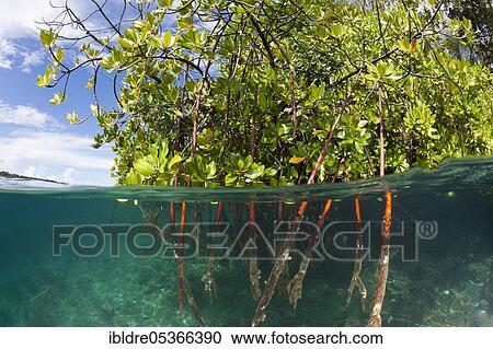 Stock Image - Stilt roots of a mangrove tree (Rhizophora), Russell Islands, Solomon Islands, Oceania. Fotosearch