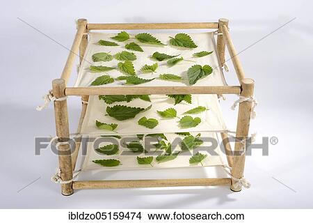 Stinging nettle leaves, laid out to dry, Great nettle (Urtica dioica) View Large Photo Image Picture - Stinging nettle leaves, laid out to dry, Great nettle (Urtica dioica). Fotosearch