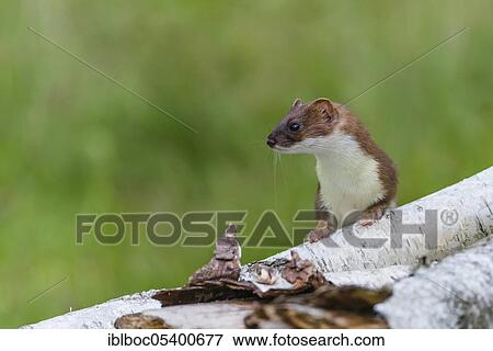 Stock Photo - Stoat (Mustela erminea) female, Lower Saxony, Germany, Europe. Fotosearch