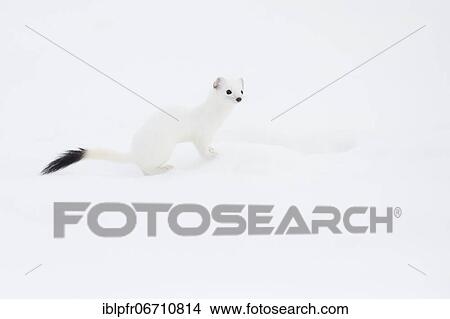Picture - Stoat (Mustela erminea) in winter fur in the snow, Canton Zurich, Switzerland, Europe. Fotosearch