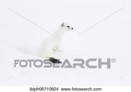 Stoat (Mustela erminea) in winter fur in the snow, Canton Zurich, Switzerland, Europe View Large Photo Image Picture - Stoat (Mustela erminea) in winter fur in the snow, Canton Zurich, Switzerland, Europe. Fotosearch