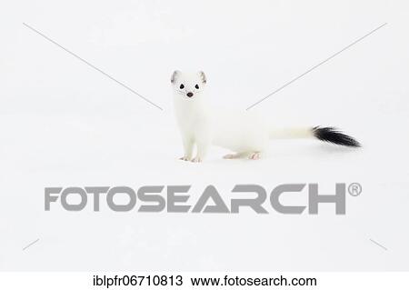 Stoat (Mustela erminea) in winter fur in the snow, Canton Zurich, Switzerland, Europe View Large Photo Image Stock Image - Stoat (Mustela erminea) in winter fur in the snow, Canton Zurich, Switzerland, Europe. Fotosearch