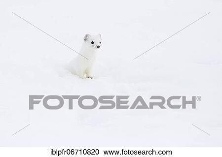 Stock Image - Stoat (Mustela erminea) in winter fur in the snow, Canton Zurich, Switzerland, Europe. Fotosearch