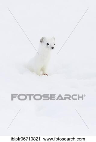 Stock Image - Stoat (Mustela erminea) in winter fur in the snow, Canton Zurich, Switzerland, Europe. Fotosearch