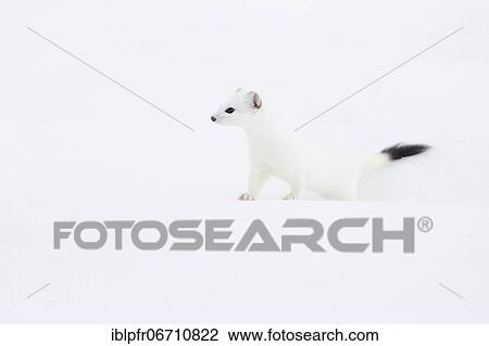 Stoat (Mustela erminea) in winter fur in the snow, Canton Zurich, Switzerland, Europe View Large Photo Image Stock Image - Stoat (Mustela erminea) in winter fur in the snow, Canton Zurich, Switzerland, Europe. Fotosearch